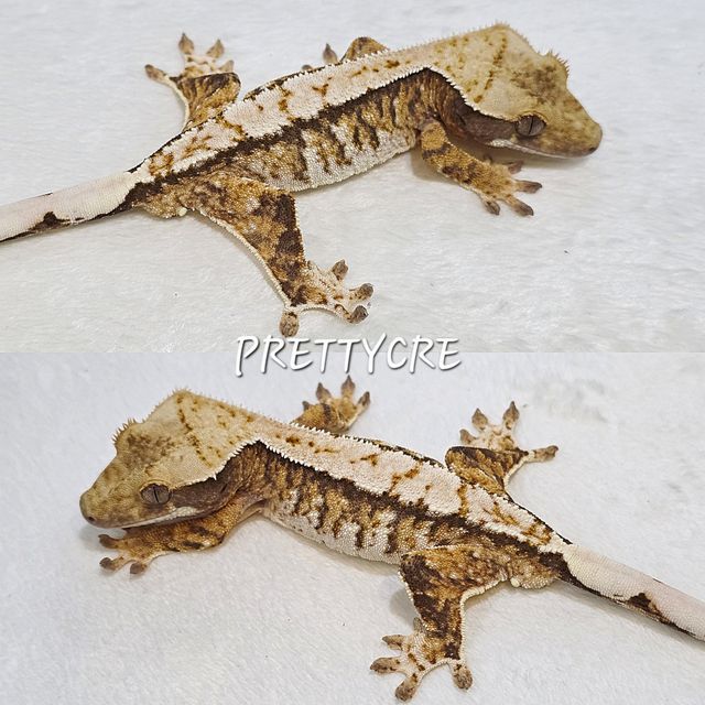 노멀 트라이 화이트스팟 화이트