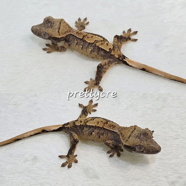 노멀 트라이 화이트스팟