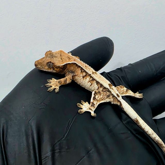 세이블 텐저린 화이트핀