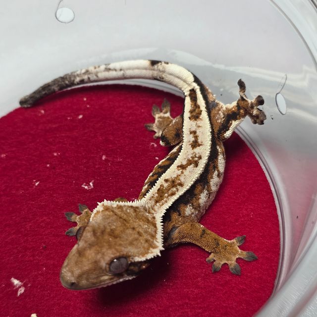 세이블 화이트핀 텐저린 풀핀