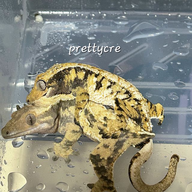 노멀 트라이 텐저린