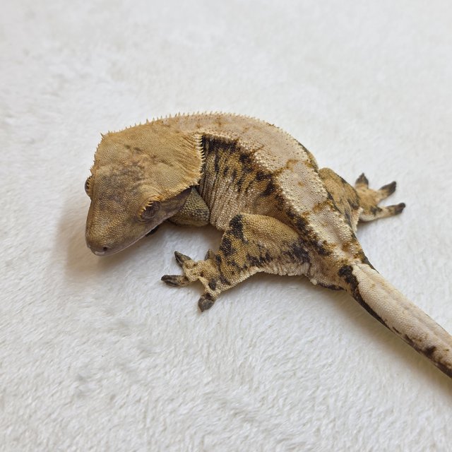 노멀 트라이 드리피 화이트스팟 텐저린