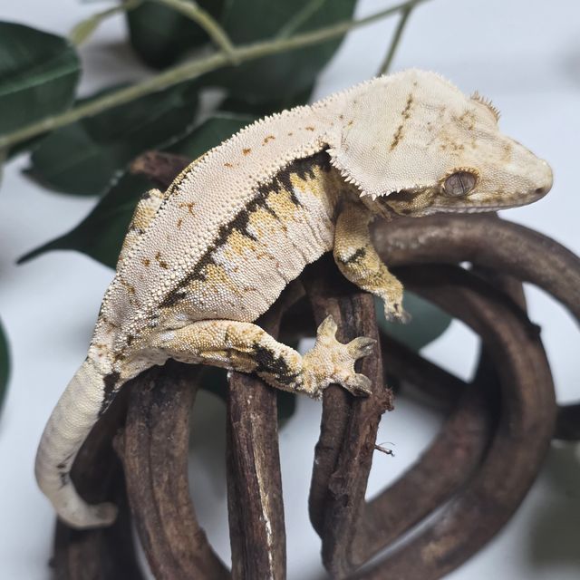 노멀 트라이 드리피 화이트스팟 텐저린