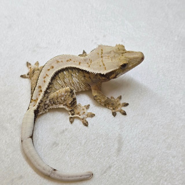 노멀 쿼드 풀핀 화이트핀 화이트크라운 화이트스팟