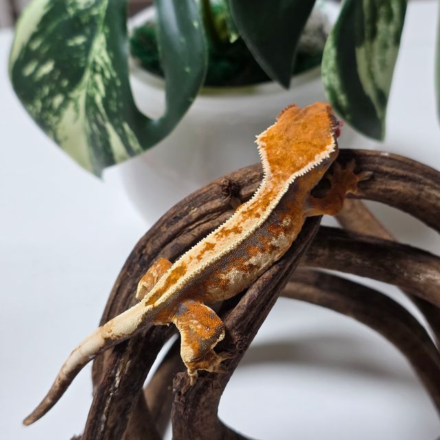 세이블 화이트핀 텐저린 풀핀