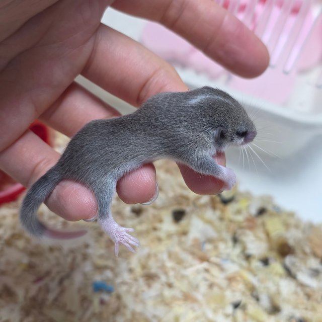 링테일 헤드스팟