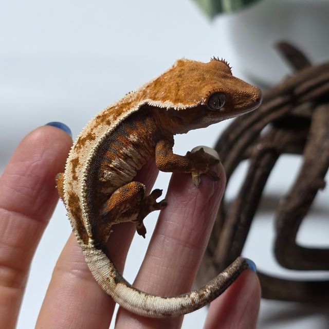 세이블 화이트핀 텐저린 풀핀