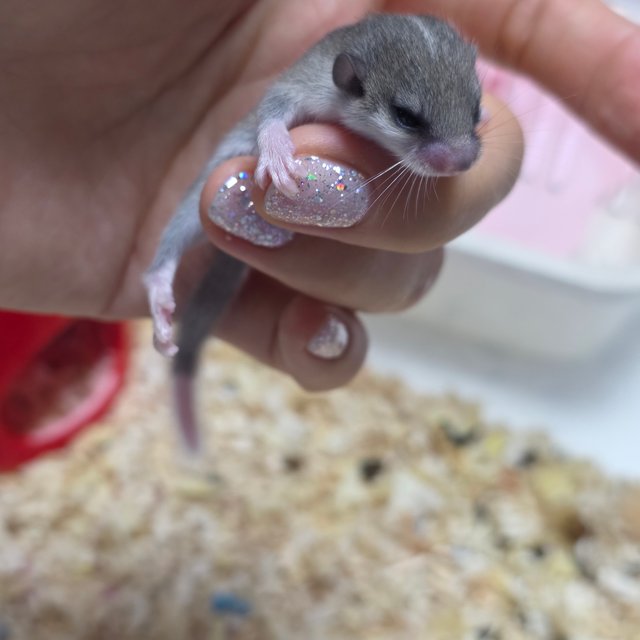 링테일 헤드스팟