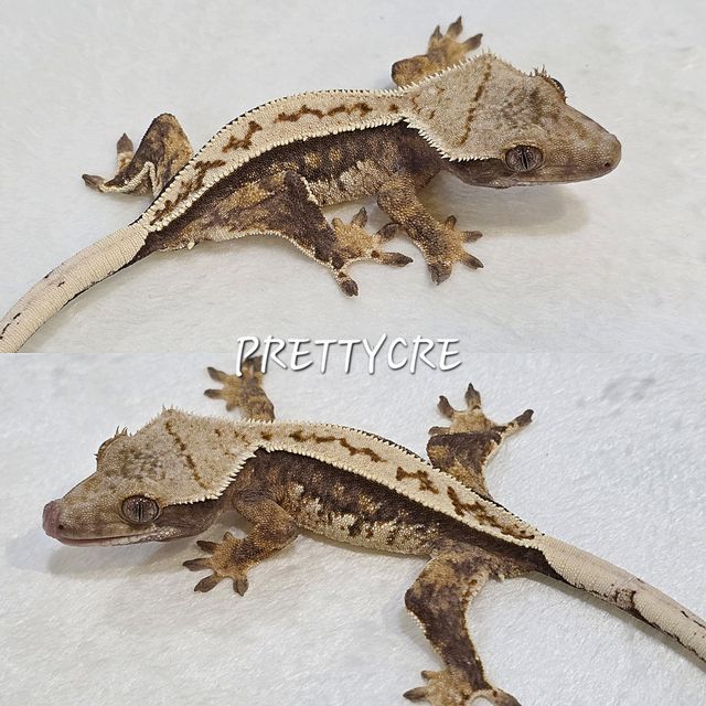 노멀 트라이 쿼드 풀핀