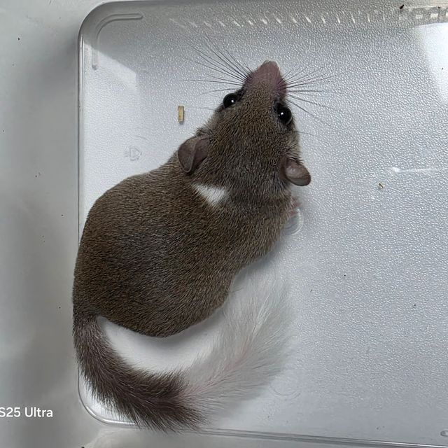 헤드스팟 링테일