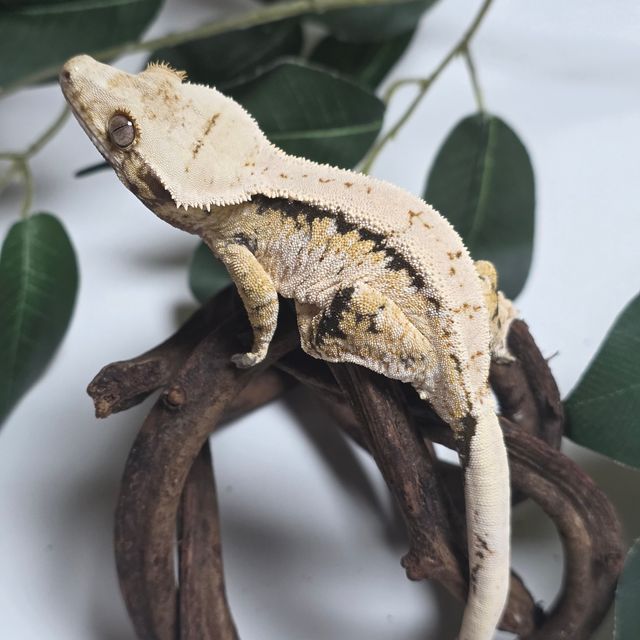 노멀 트라이 드리피 화이트스팟 텐저린