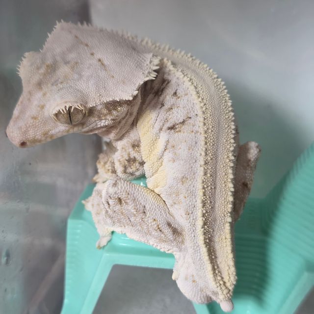 릴리화이트 솔리드백 화이트 화이트핀