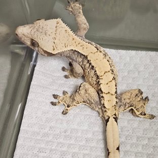 노멀 트라이 드리피 화이트스팟