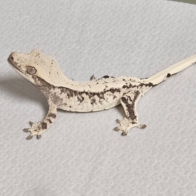 노멀 트라이 드리피 화이트스팟