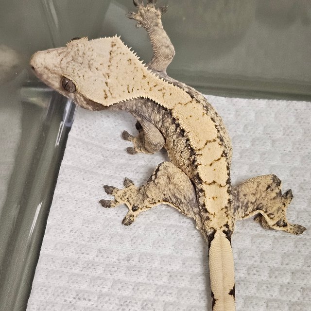 노멀 드리피 화이트스팟 트라이