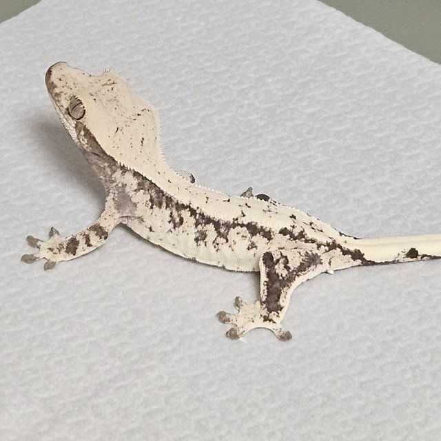 노멀 트라이 드리피 화이트스팟