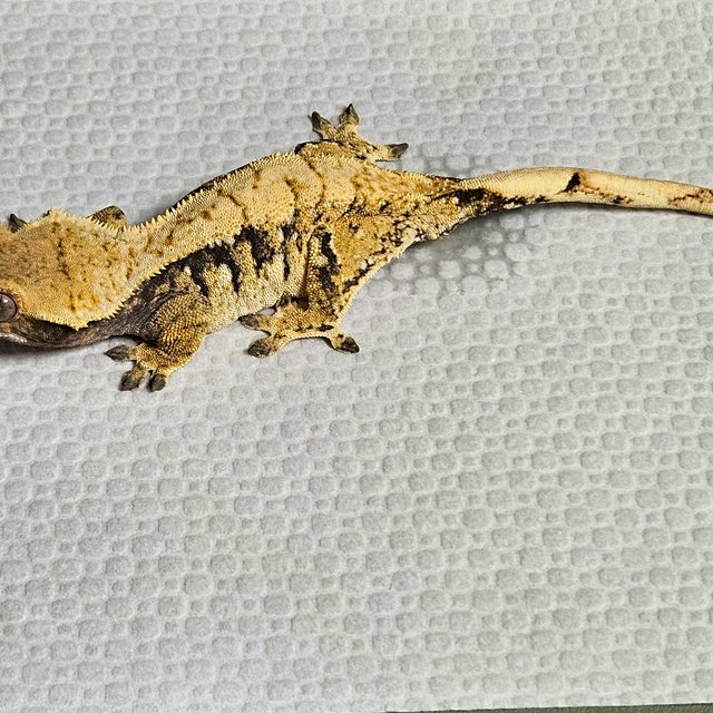 노멀 드리피 화이트스팟