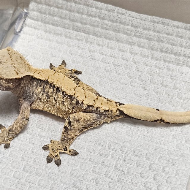 노멀 드리피 화이트스팟 트라이