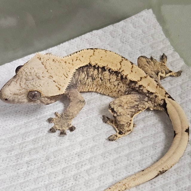 노멀 드리피 화이트스팟 트라이