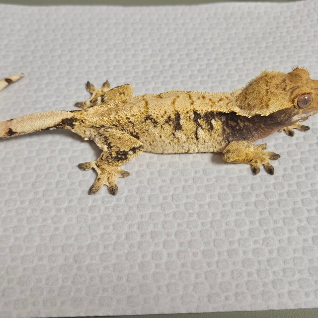 노멀 드리피 화이트스팟