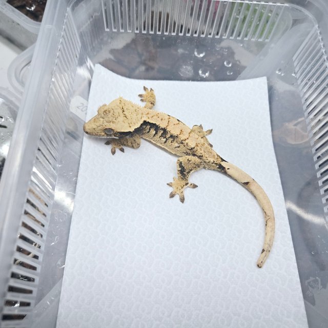 노멀 드리피 화이트스팟