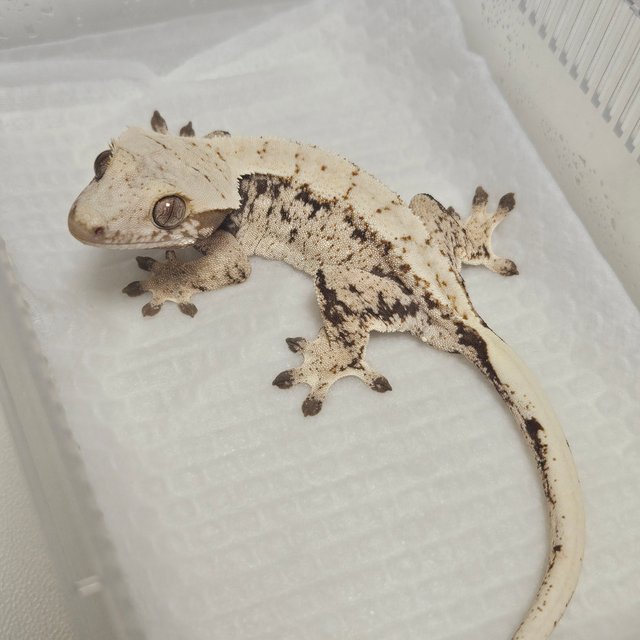 노멀 트라이 드리피 화이트스팟