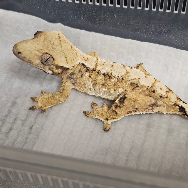 노멀 트라이 드리피 화이트스팟