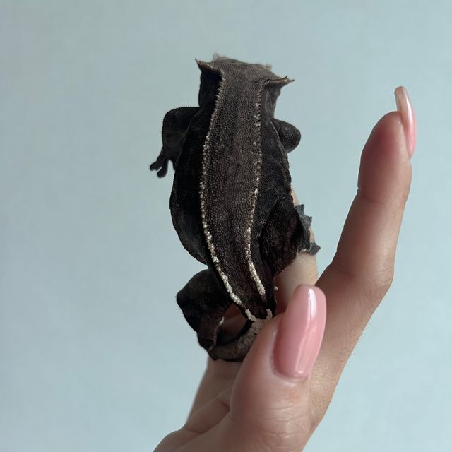카푸치노 다크 챠콜 엠티백