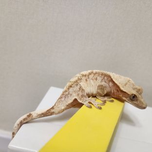 랑이