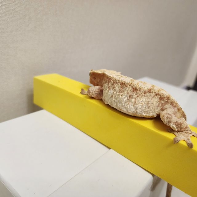 노멀 트라이 익스트림할리퀸 레드