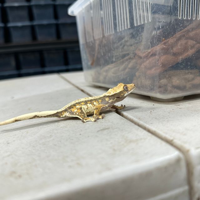 트라이 드리피 쿼드 핀스트라이프