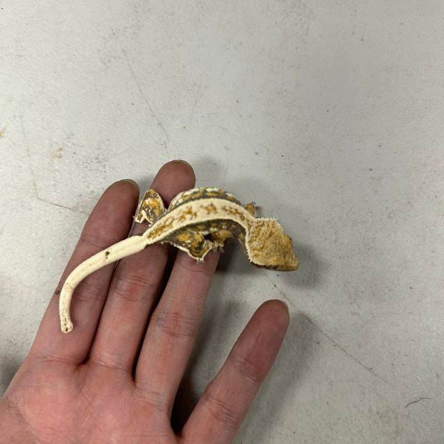 트라이 드리피 쿼드 핀스트라이프