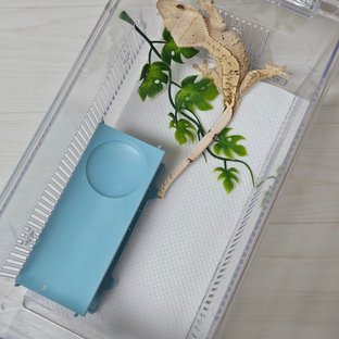 크림시클 달마시안