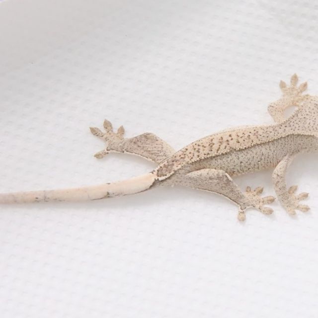 크림시클