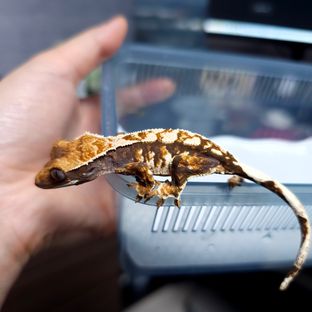 트라이 텐저린
