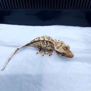 트라이 화이트