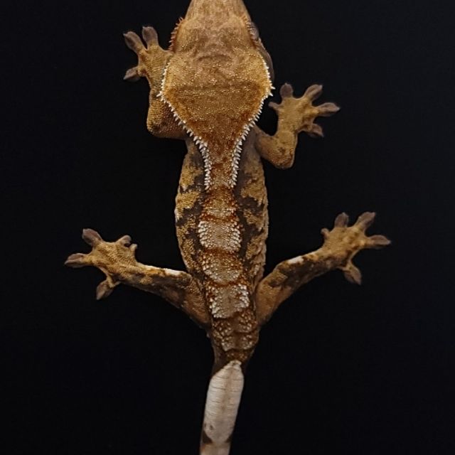 바브