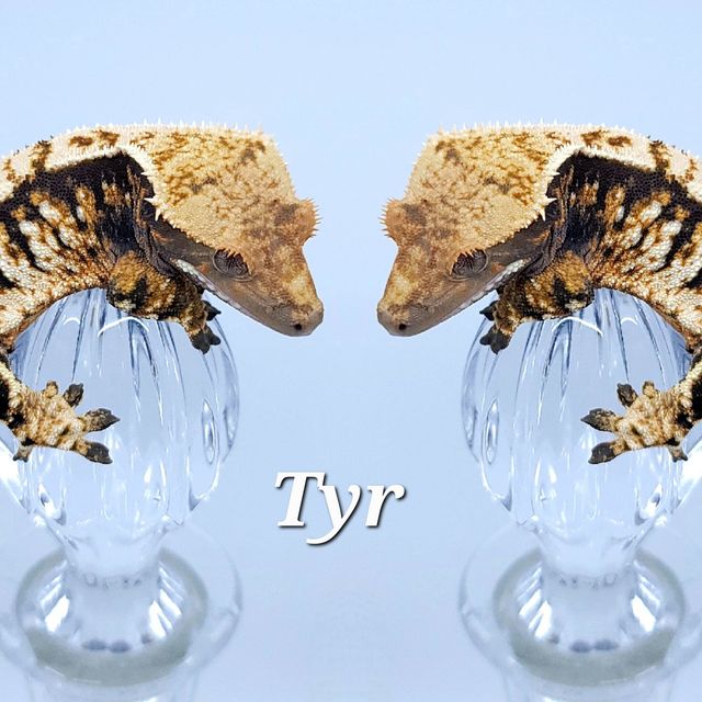 바브