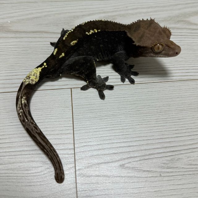 카푸치노