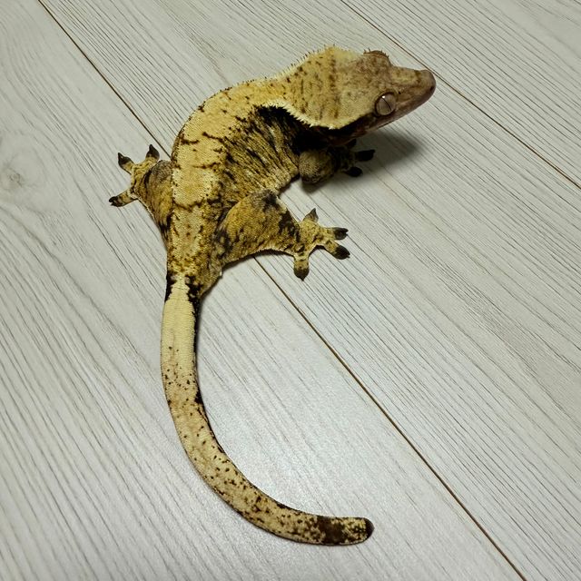 트라이 익스트림할리퀸