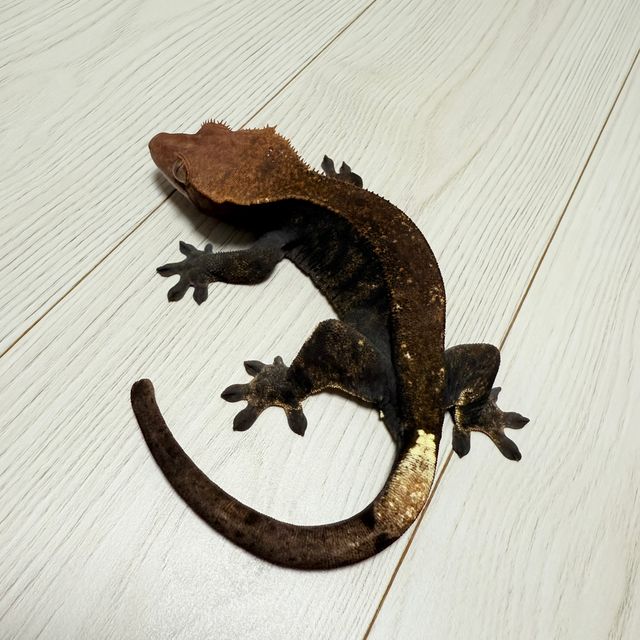 카푸치노