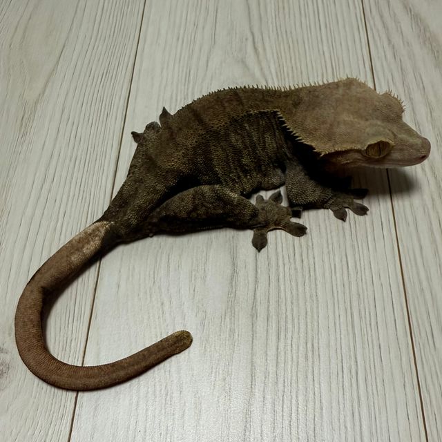 다크 벅스킨