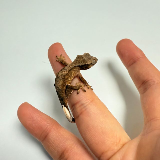 다크 벅스킨