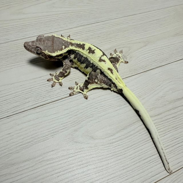 프라푸치노