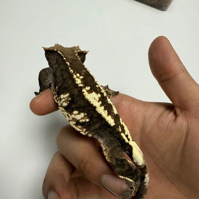 카푸치노