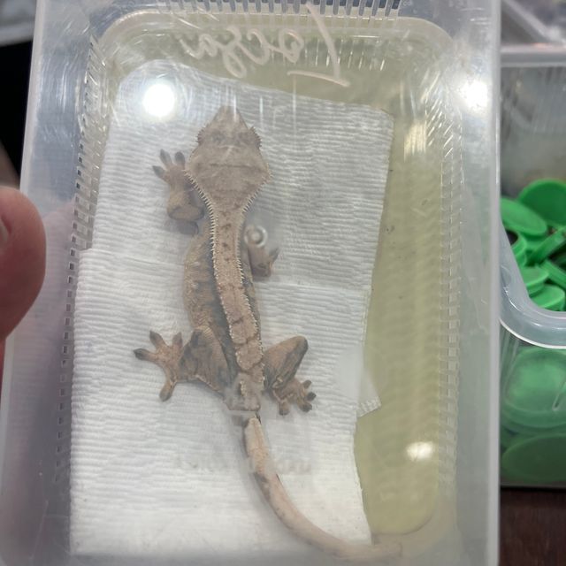 트라이