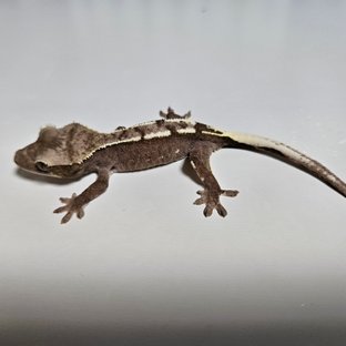 아잔틱