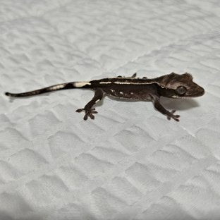 아잔틱