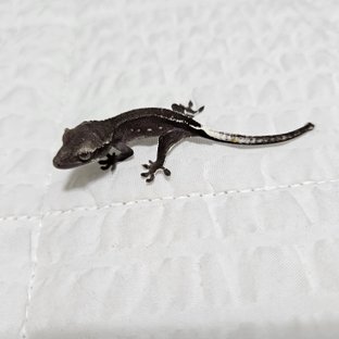 흑천베이비