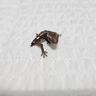 헤라베이비